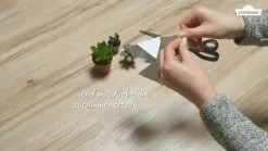 Zimmerpflanzen-Set Sukkulenten, verschiedene Sorten