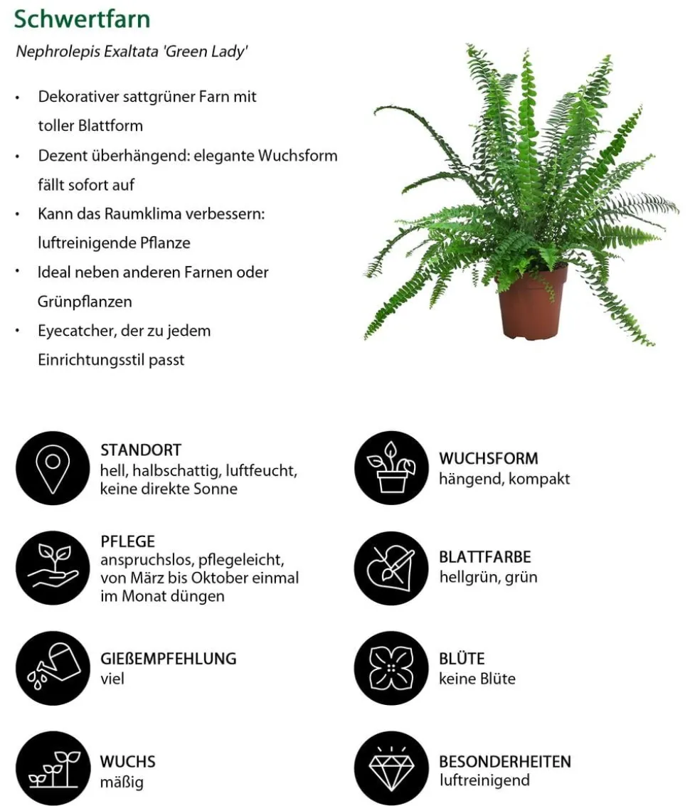 Zimmerpflanzen-Set Tief Durchatmen, 3-teilig