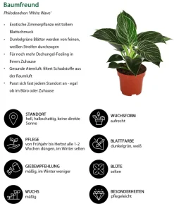 Zimmerpflanzen-Set Trend, 3-teilig