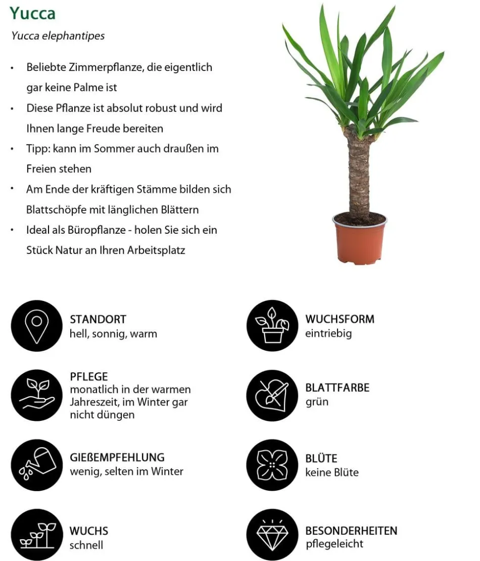 Zimmerpflanzen-Set Tropical, 5-teilig