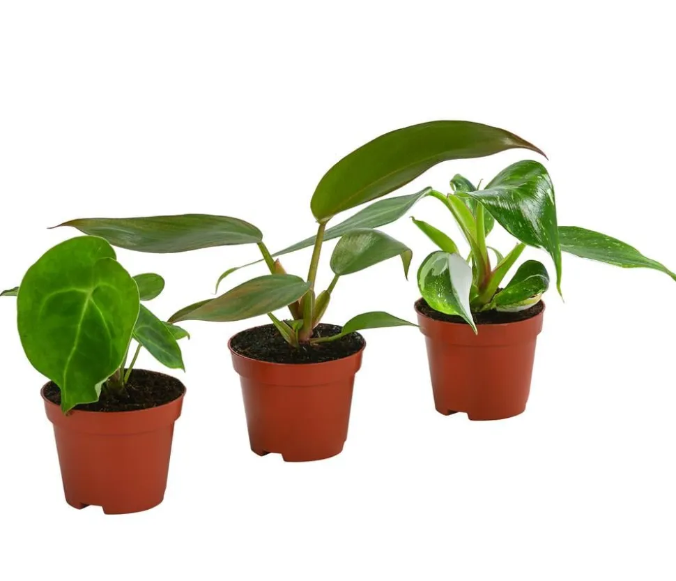 Zimmerpflanzen-Set Urban Jungle, 3-teilig