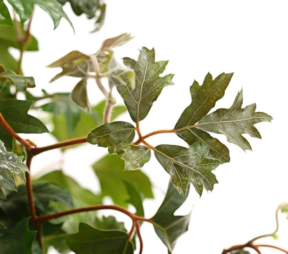 Zimmerrebe - Cissus rhombifolia 'Ellen Danica'