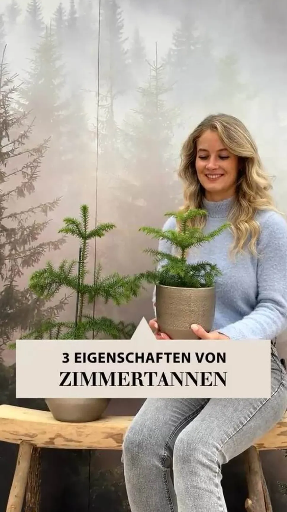 Zimmertanne - Araucaria heterophylla