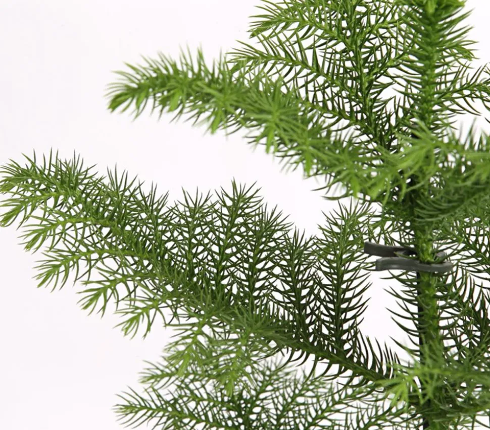 Zimmertanne - Araucaria heterophylla