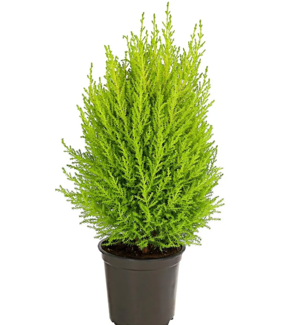 Zimmerzypresse 'Goldcrest', Pyramide
