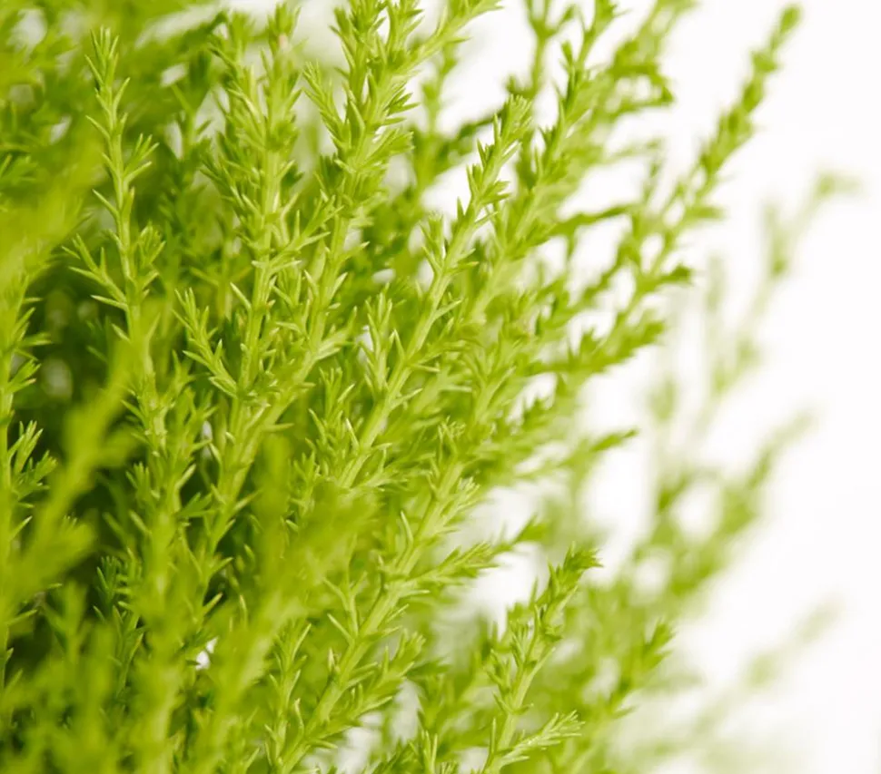 Zimmerzypresse 'Goldcrest', Pyramide