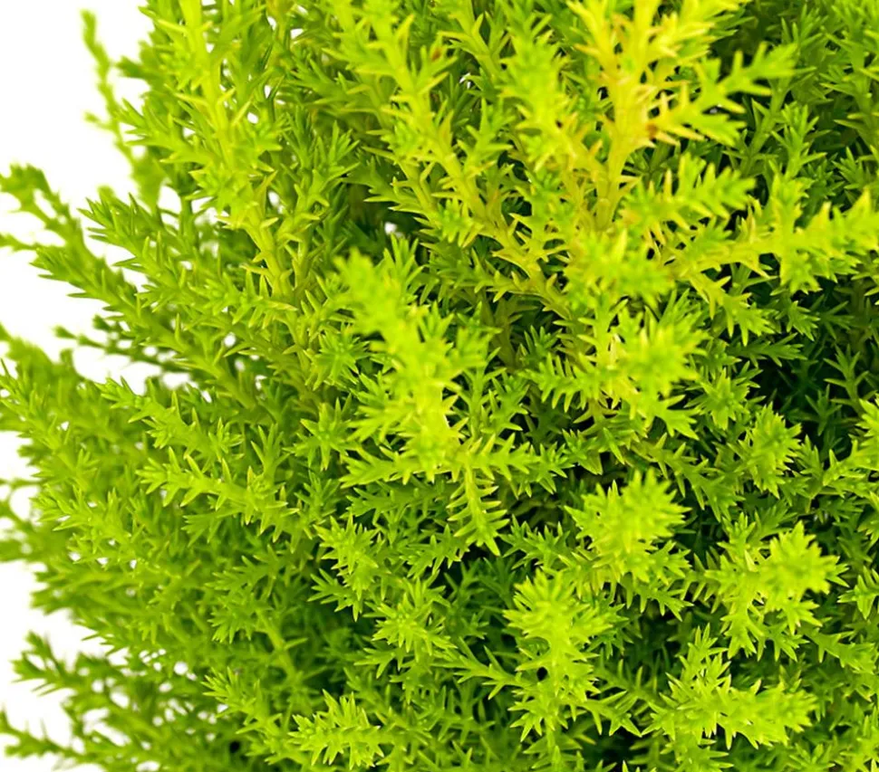 Zimmerzypresse 'Goldcrest', Pyramide