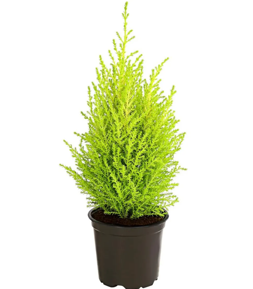 Zimmerzypresse 'Goldcrest', Pyramide