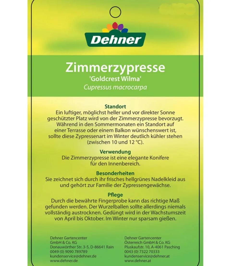 Zimmerzypresse 'Goldcrest', Pyramide