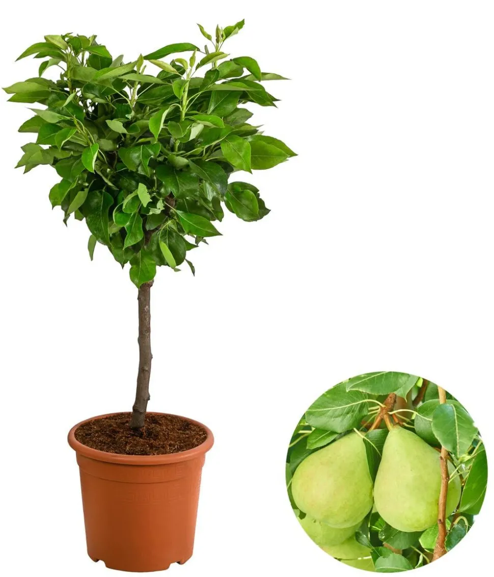 Zwergbirne 'Luisa'