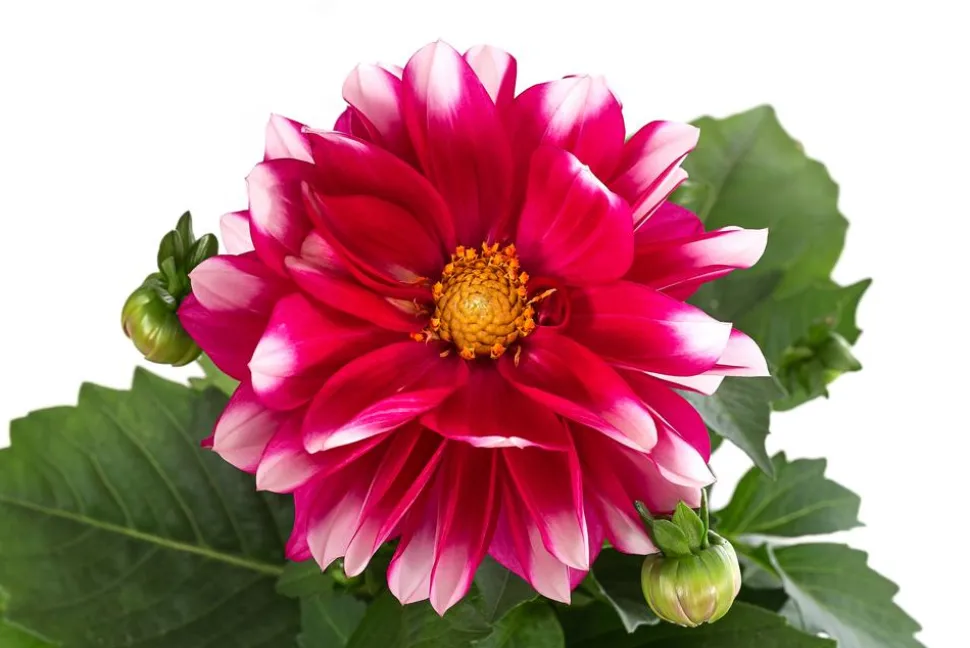 Zwergdahlie, Besonderheit, verschiedene Farben