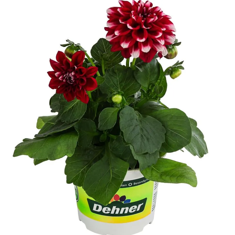 Zwergdahlie, Besonderheit, verschiedene Farben