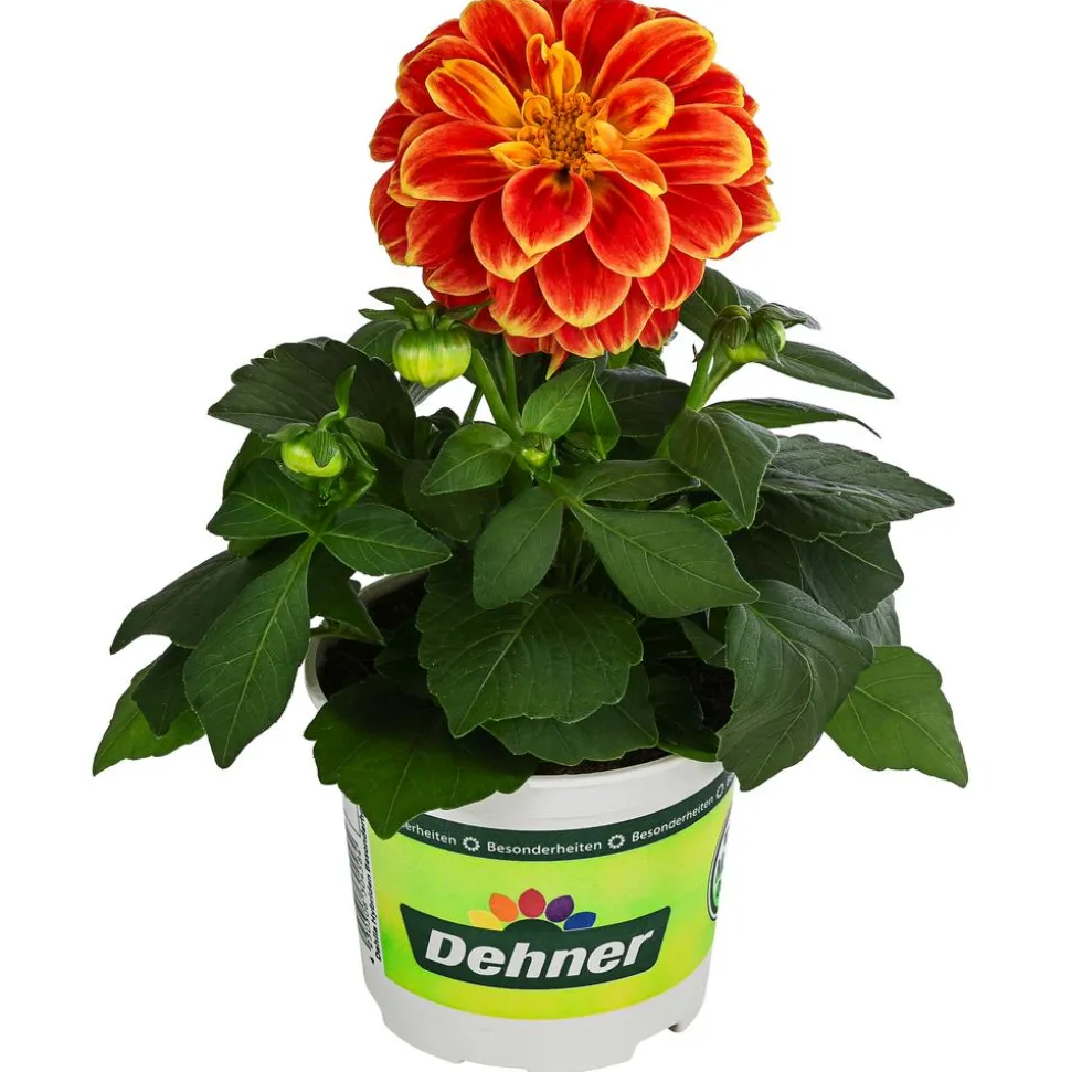 Zwergdahlie, Besonderheit, verschiedene Farben
