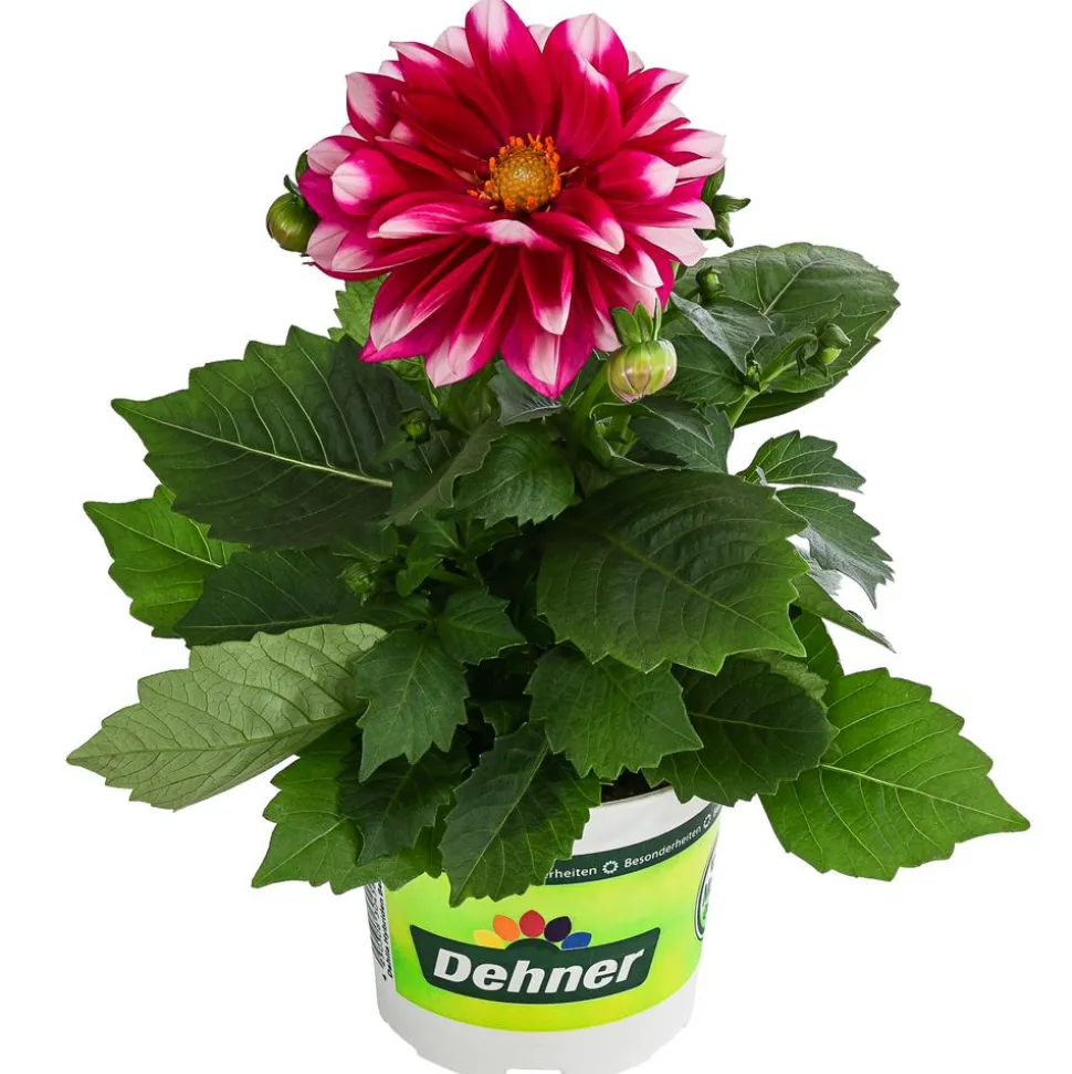 Zwergdahlie, Besonderheit, verschiedene Farben