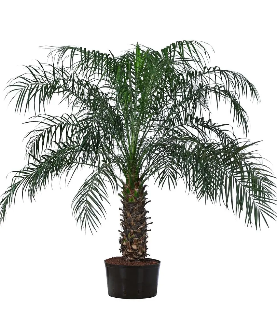 Zwergdattelpalme - Phoenix roebelenii, Hydrokultur