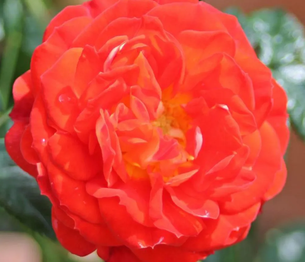 Zwerg-Kletterrose 'Starlet® Carmen®'