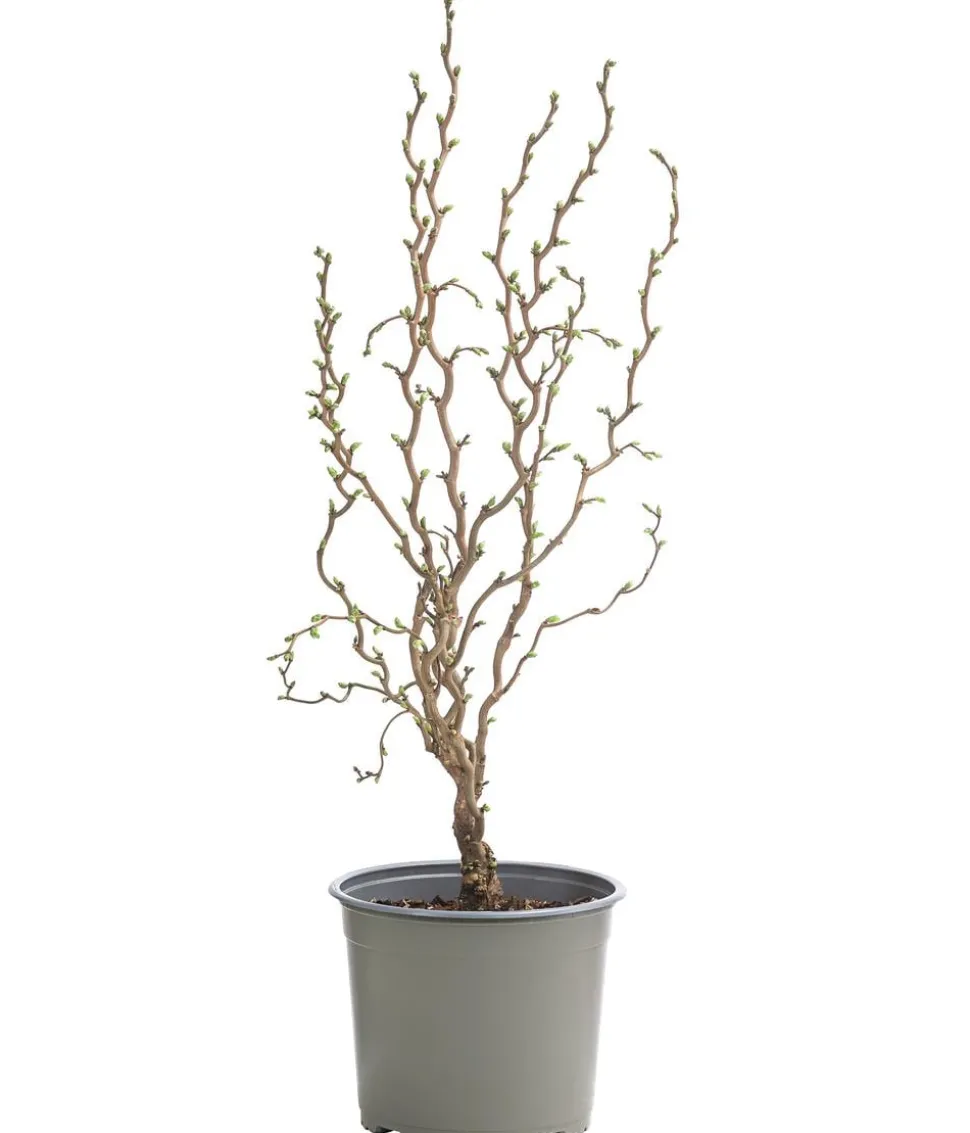 Zwerg-Korkenzieher-Haselnuss 'Scooter'