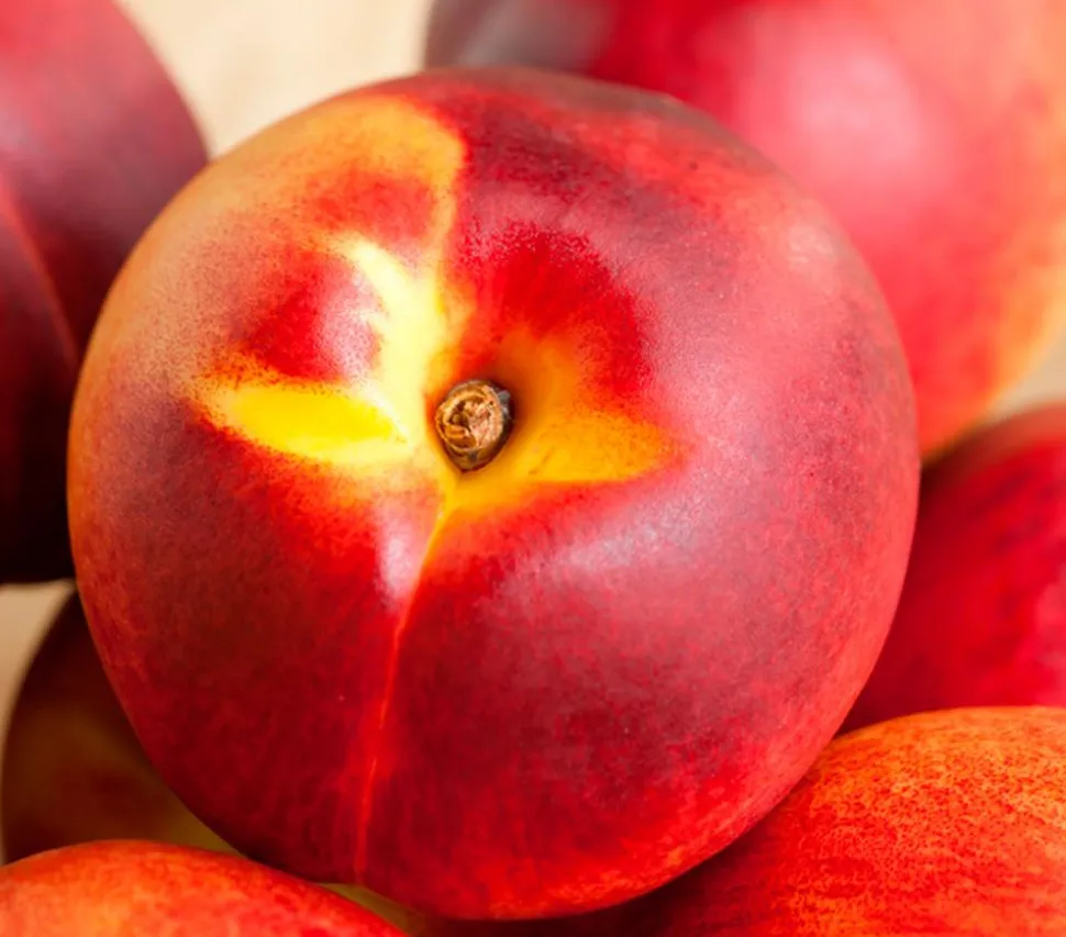 Zwergnektarine 'Rubis Necta Zee'