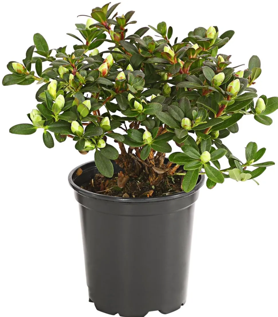 Zwerg-Rhododendron