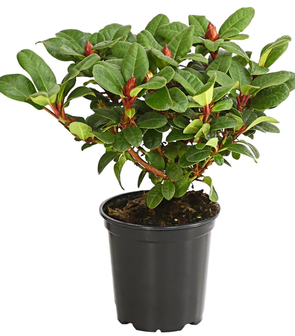 Zwerg-Rhododendron