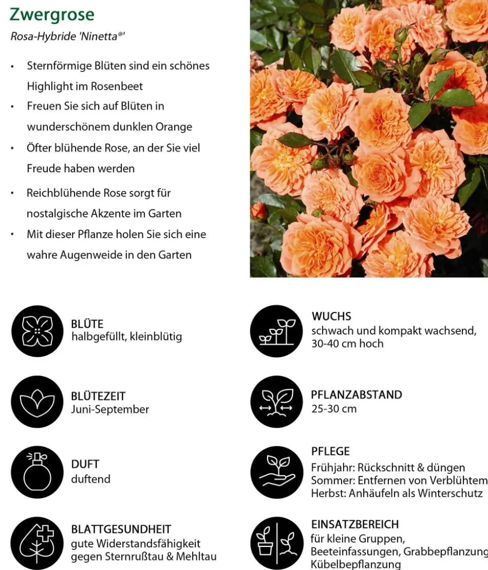 Zwergrose 'Ninetta®'