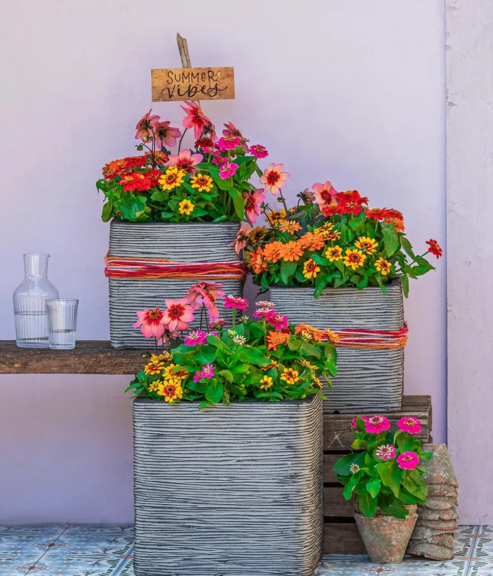 Zwergzinnie, verschiedene Farben
