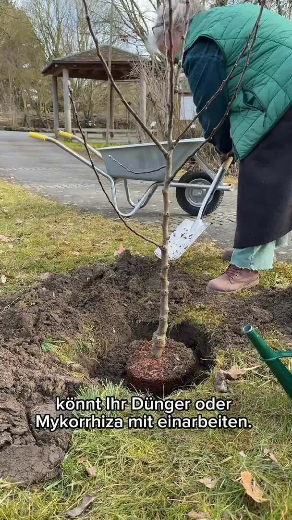 Zwetschge 'Jojo'