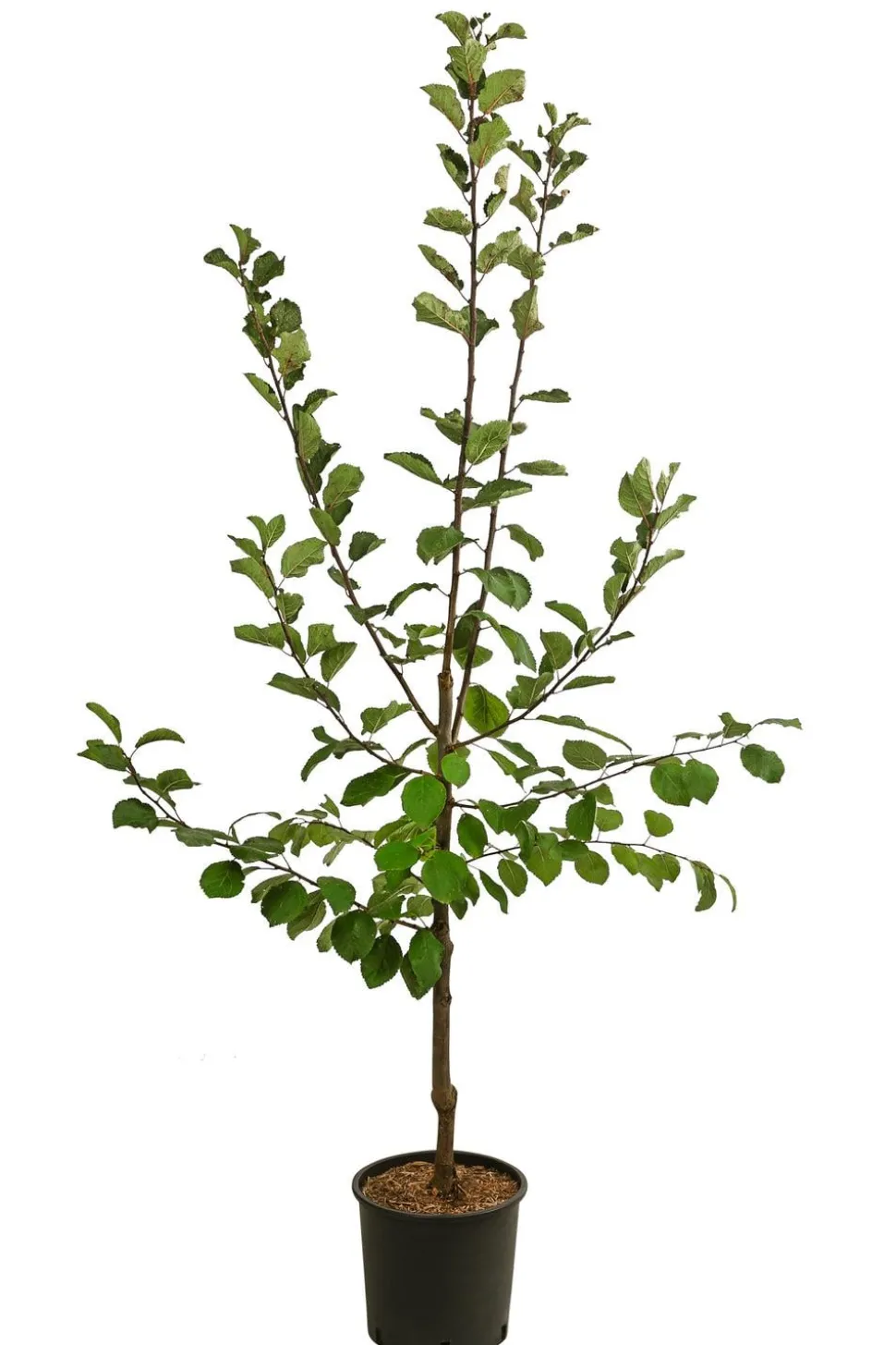 Zwetschge 'Jojo'