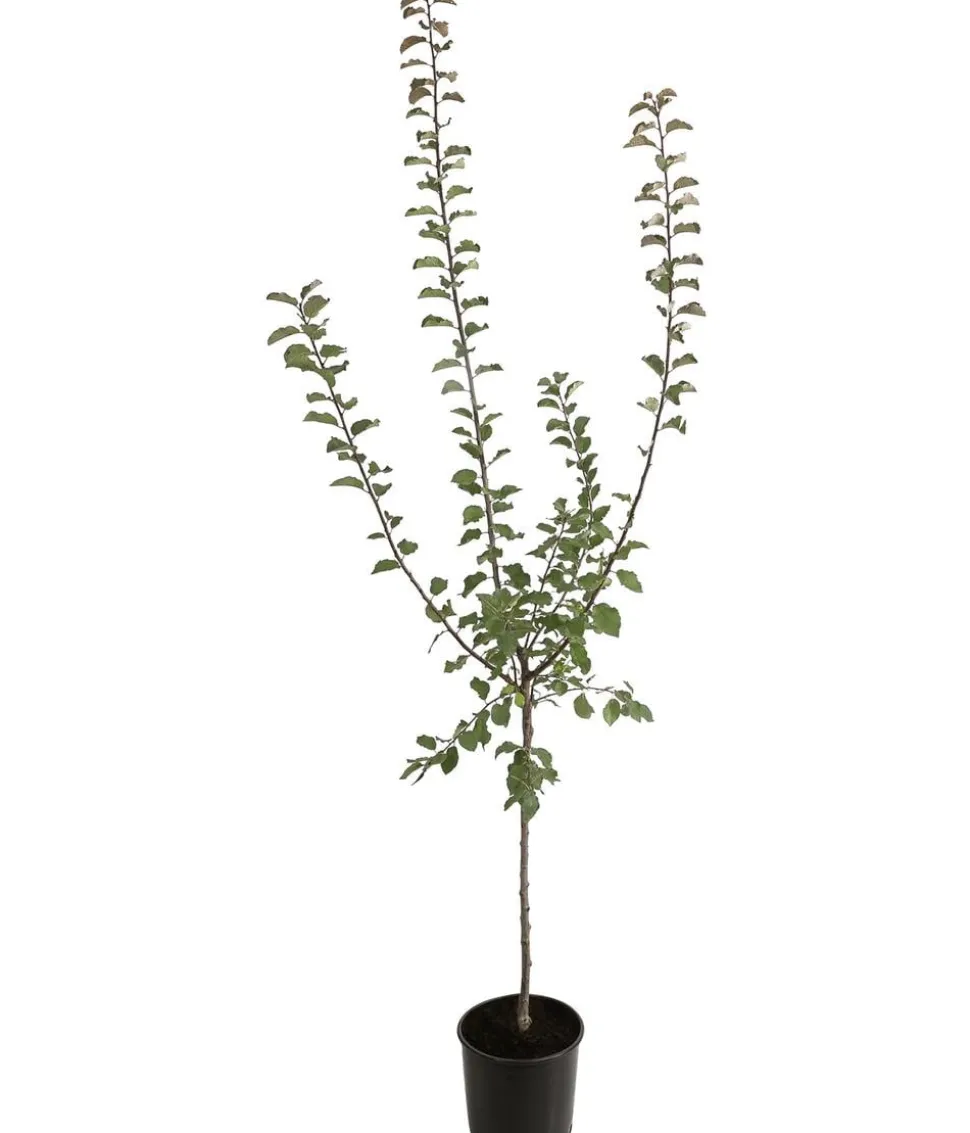 Zwetschge - Mirabelle 'Miroma' ®