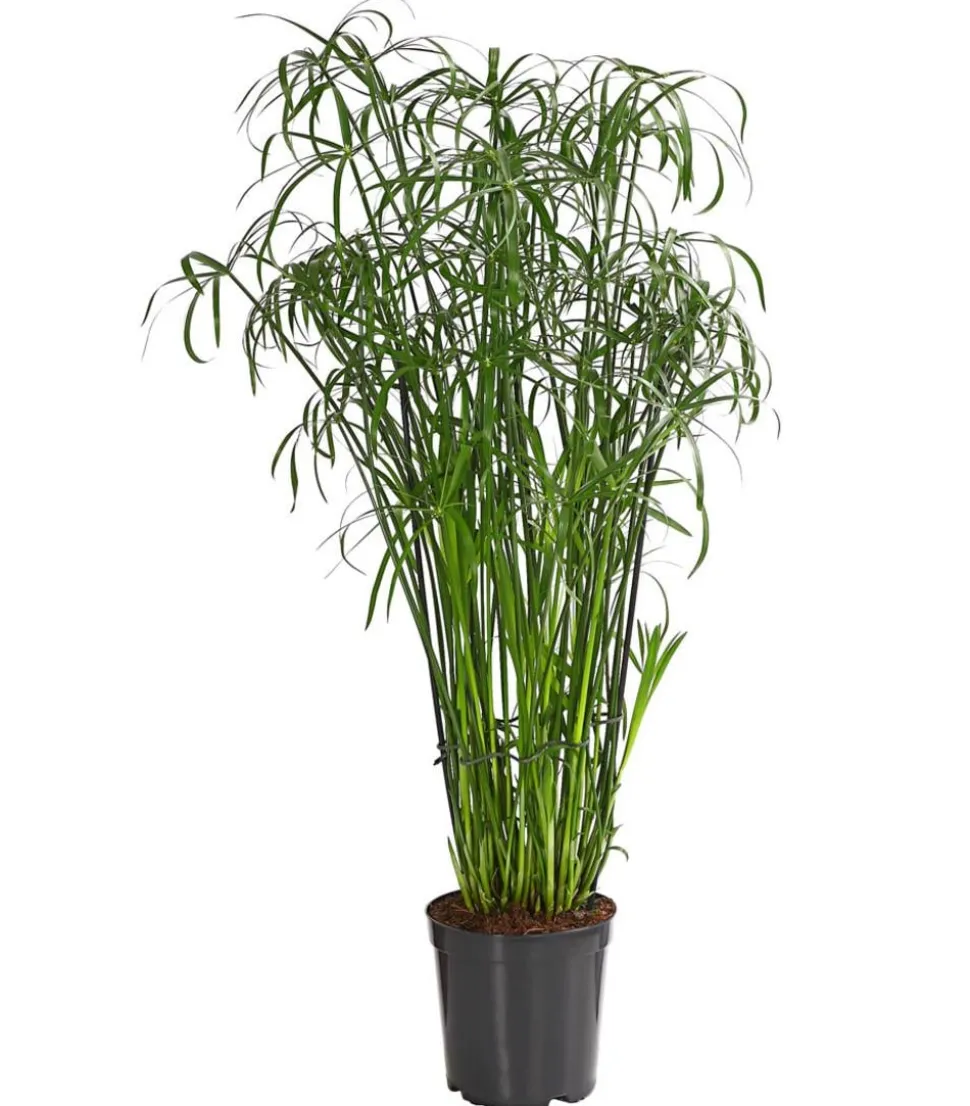 Zypergras - Cyperus glaber
