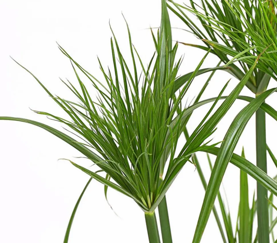 Zyperngras - Cyperus papyrus