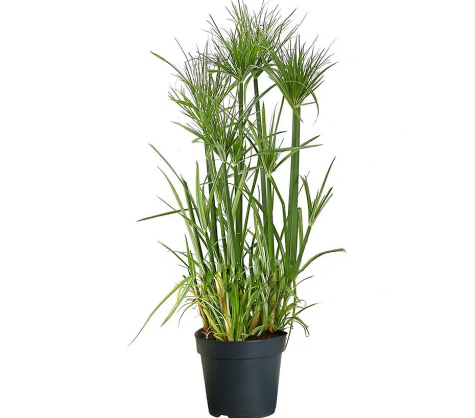 Zyperngras - Cyperus papyrus